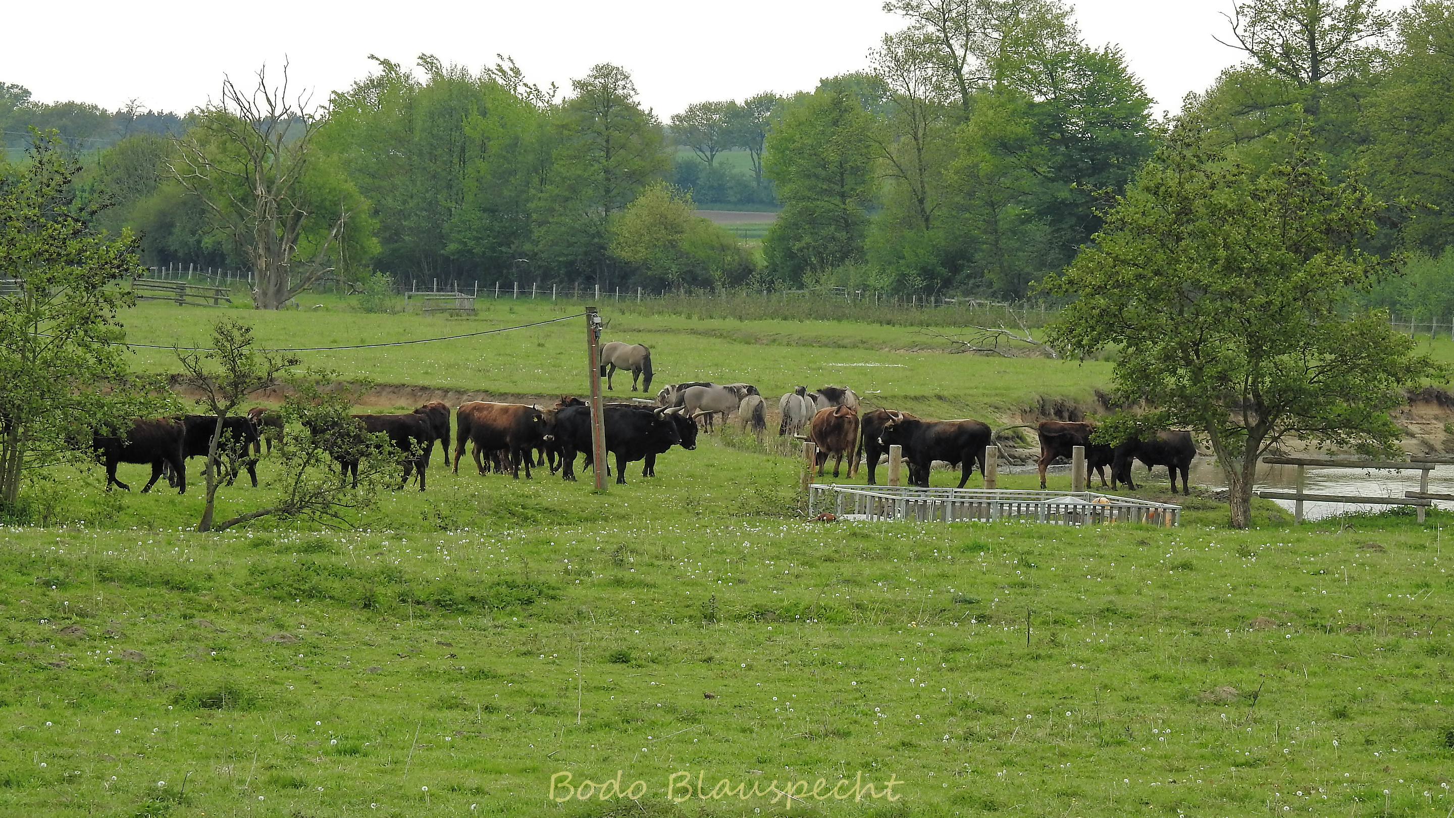 Flossfahrer Steveraue 2017.05.12 18.20 20 WEB