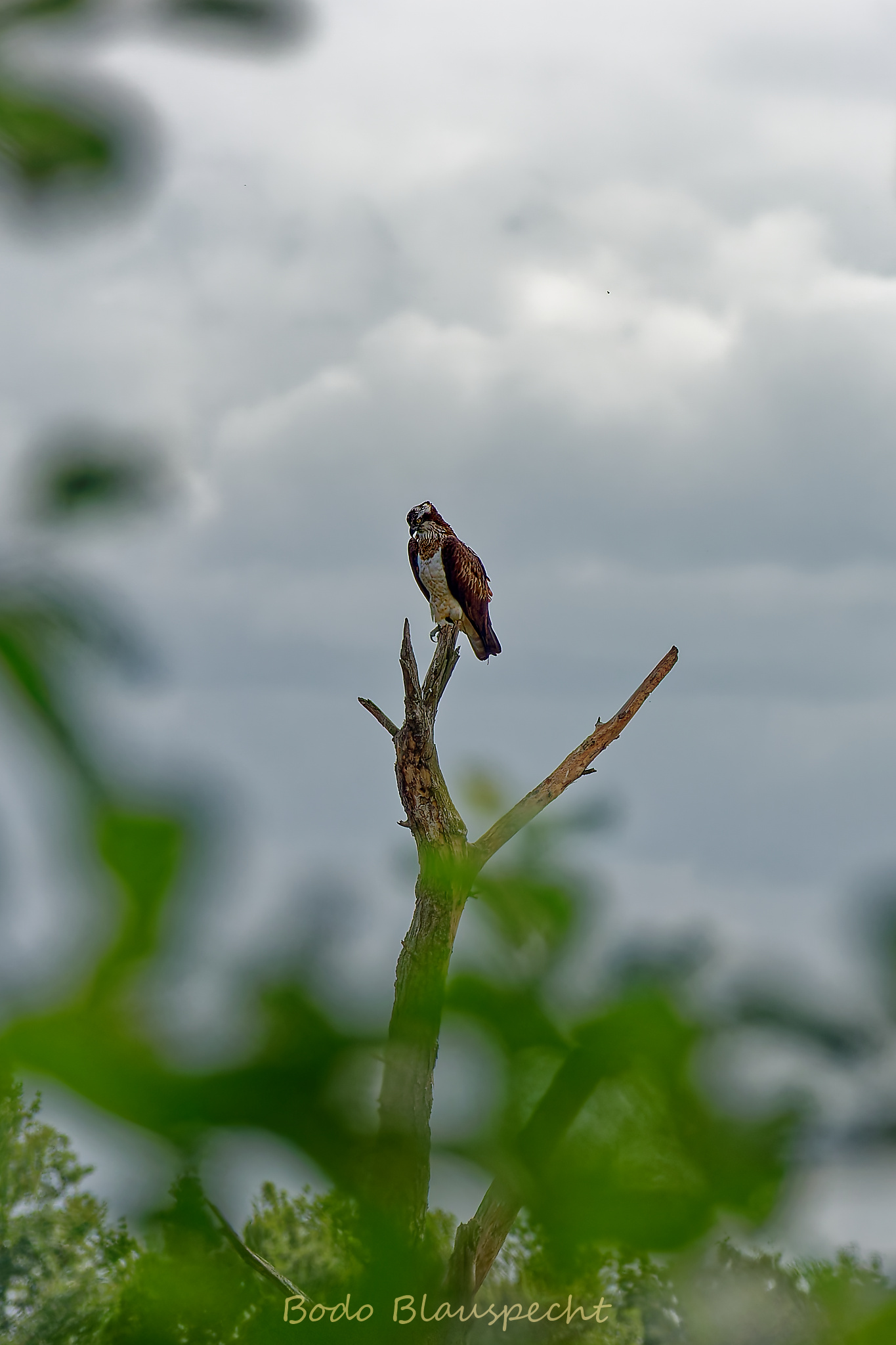 Fischadler Steveraue 2019.09.18 14.29 17 WEB