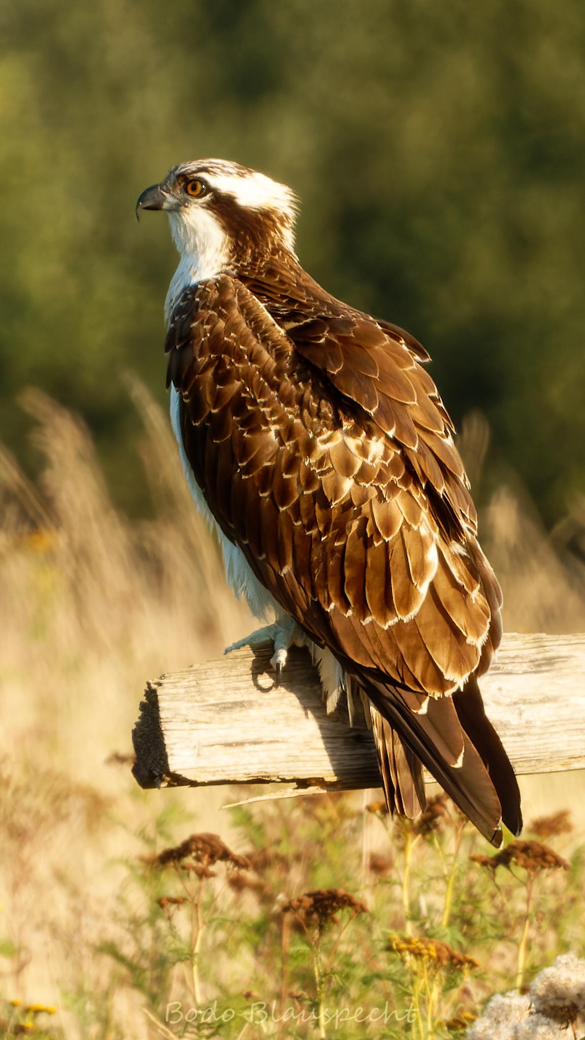 Fischadler Steveraue 2025.09.05 18.21 64 WEB