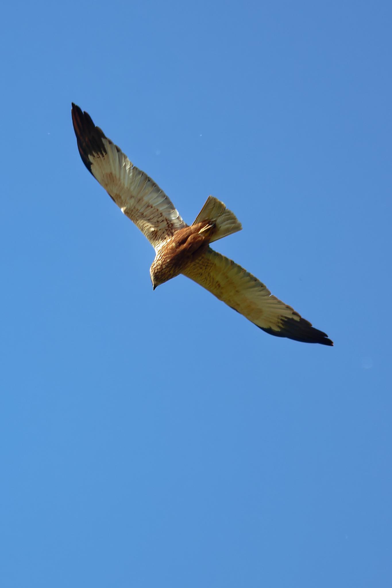 2026 04 15 112900 WZ8 5751 HQ