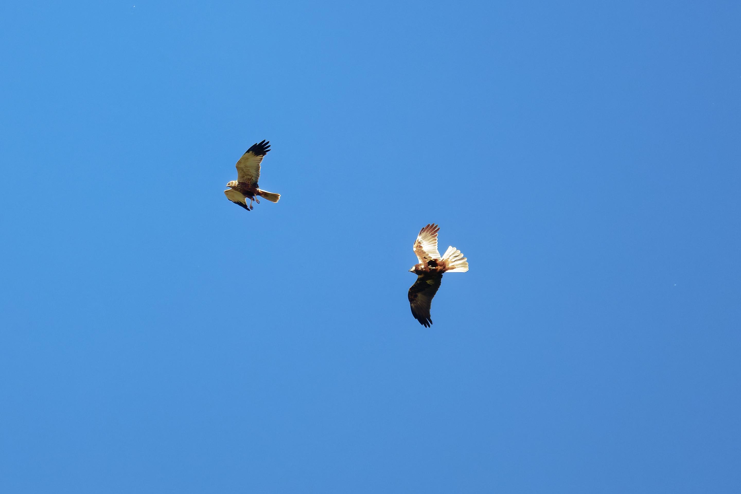 2026 04 15 113033 WZ8 5772 HQ