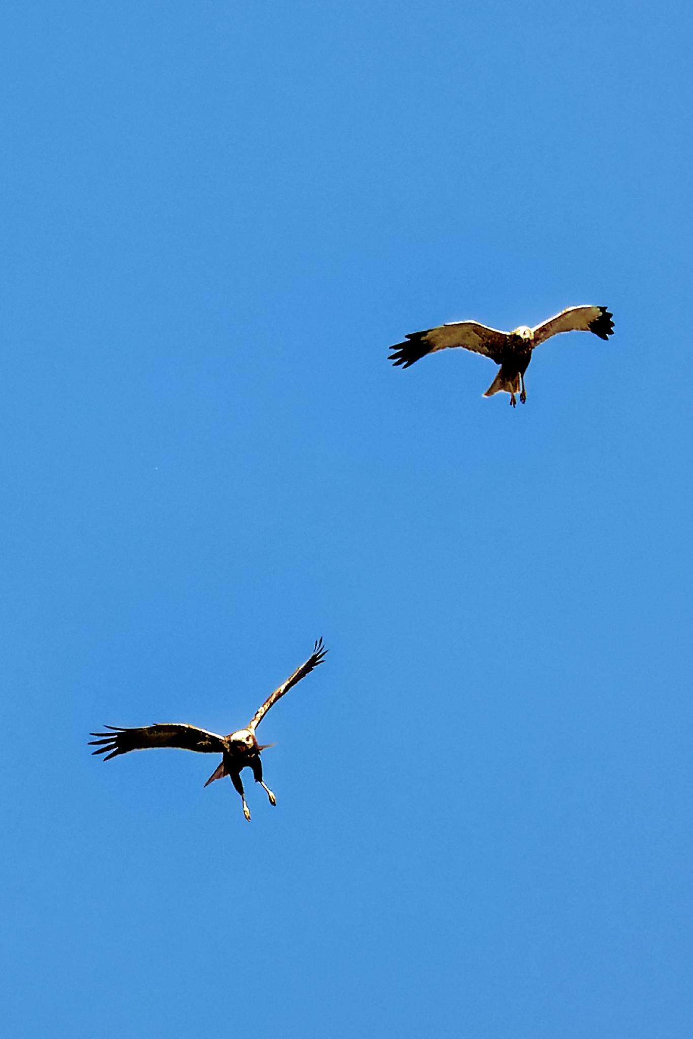 2026 04 15 113105 WZ8 5777 HQ