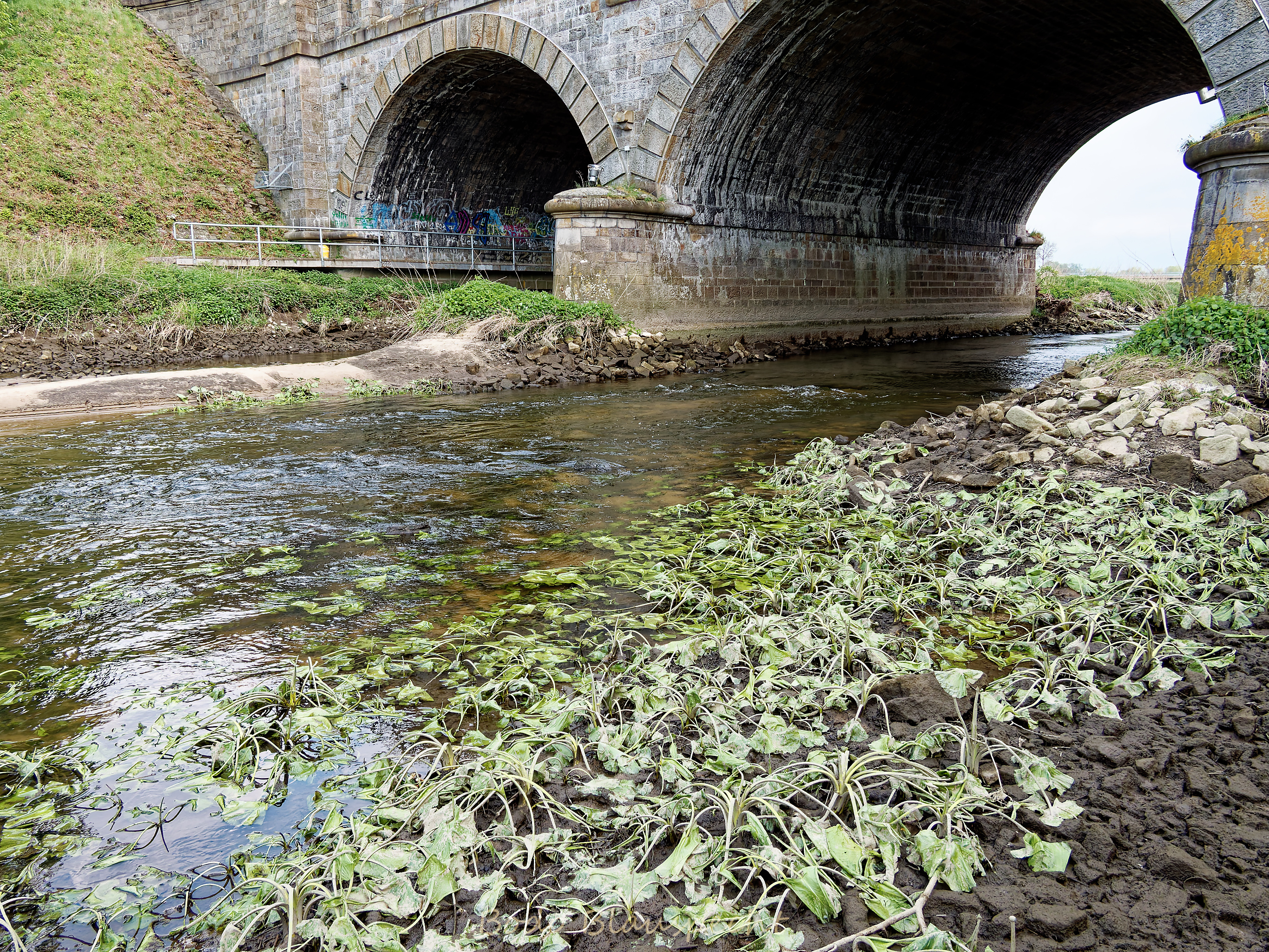 Niedrigwasser Steveraue 2022.04.26 15.32 23 WEB