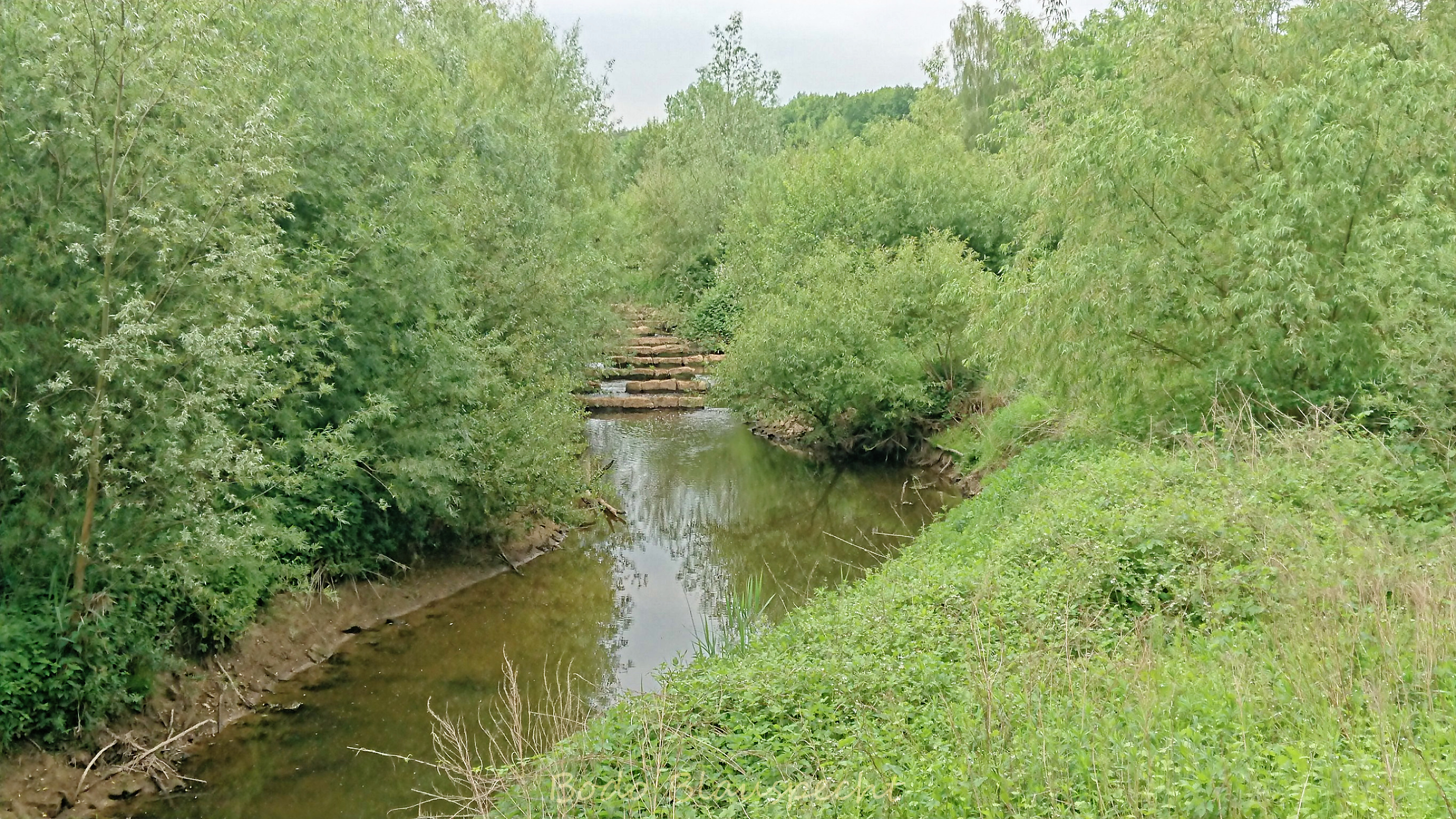 Niedrigwasser Steveraue 2022.05.17 16.31 154 WEB