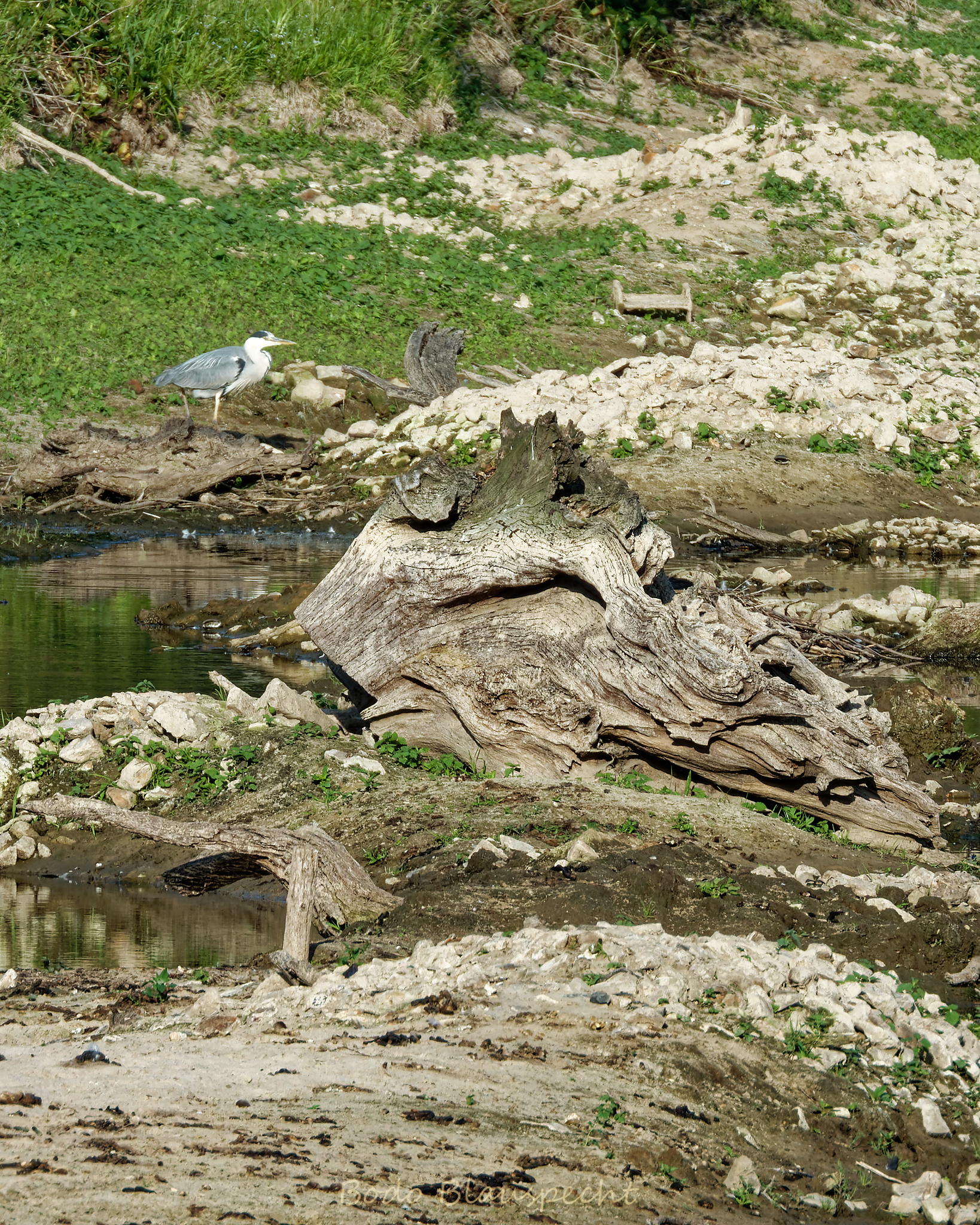 Niedrigwasser Steveraue 2022.06.11 18.31 162 WEB