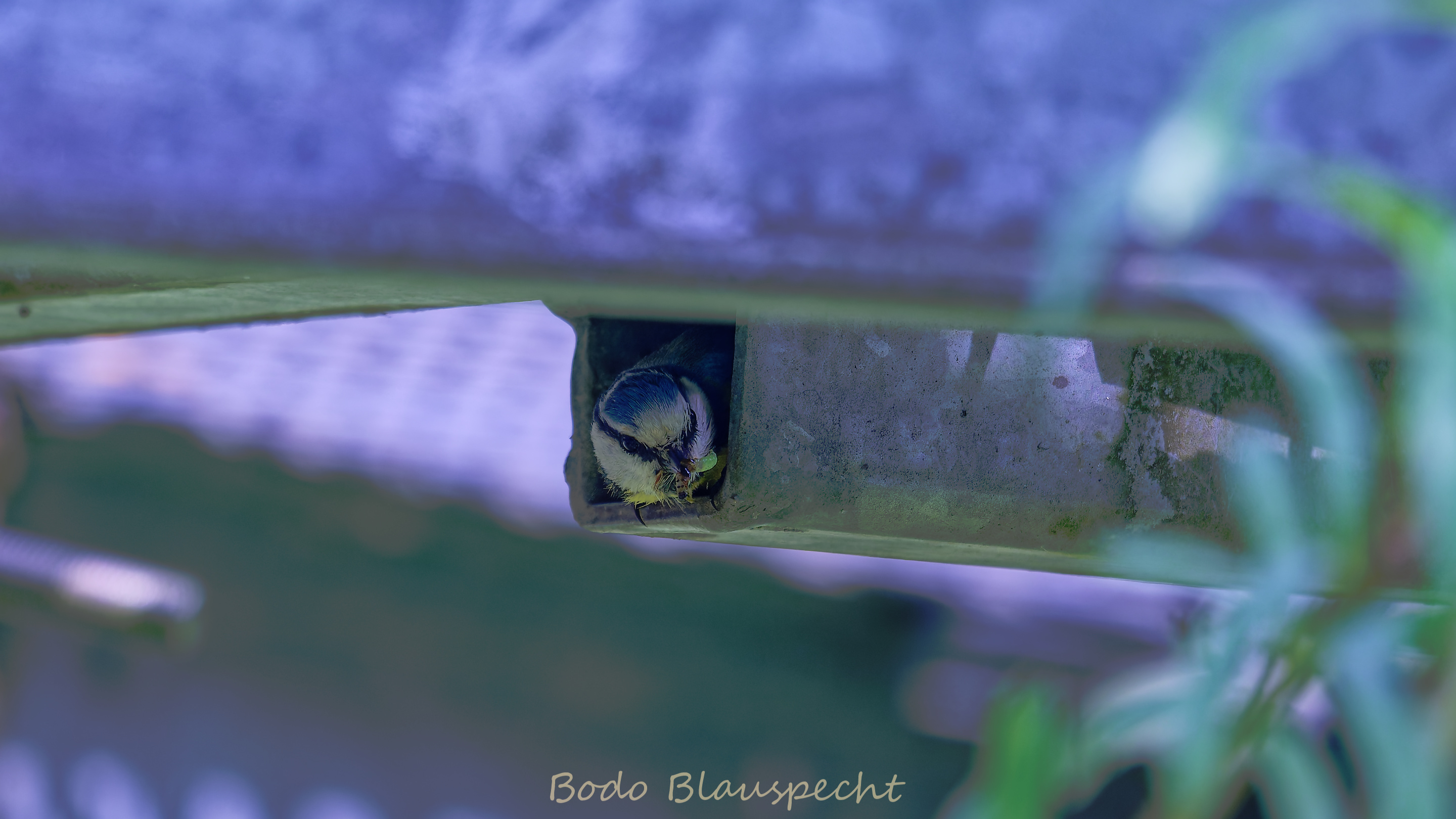 Blaumeise Steveraue 2026.05.07 14.25 09 WEB