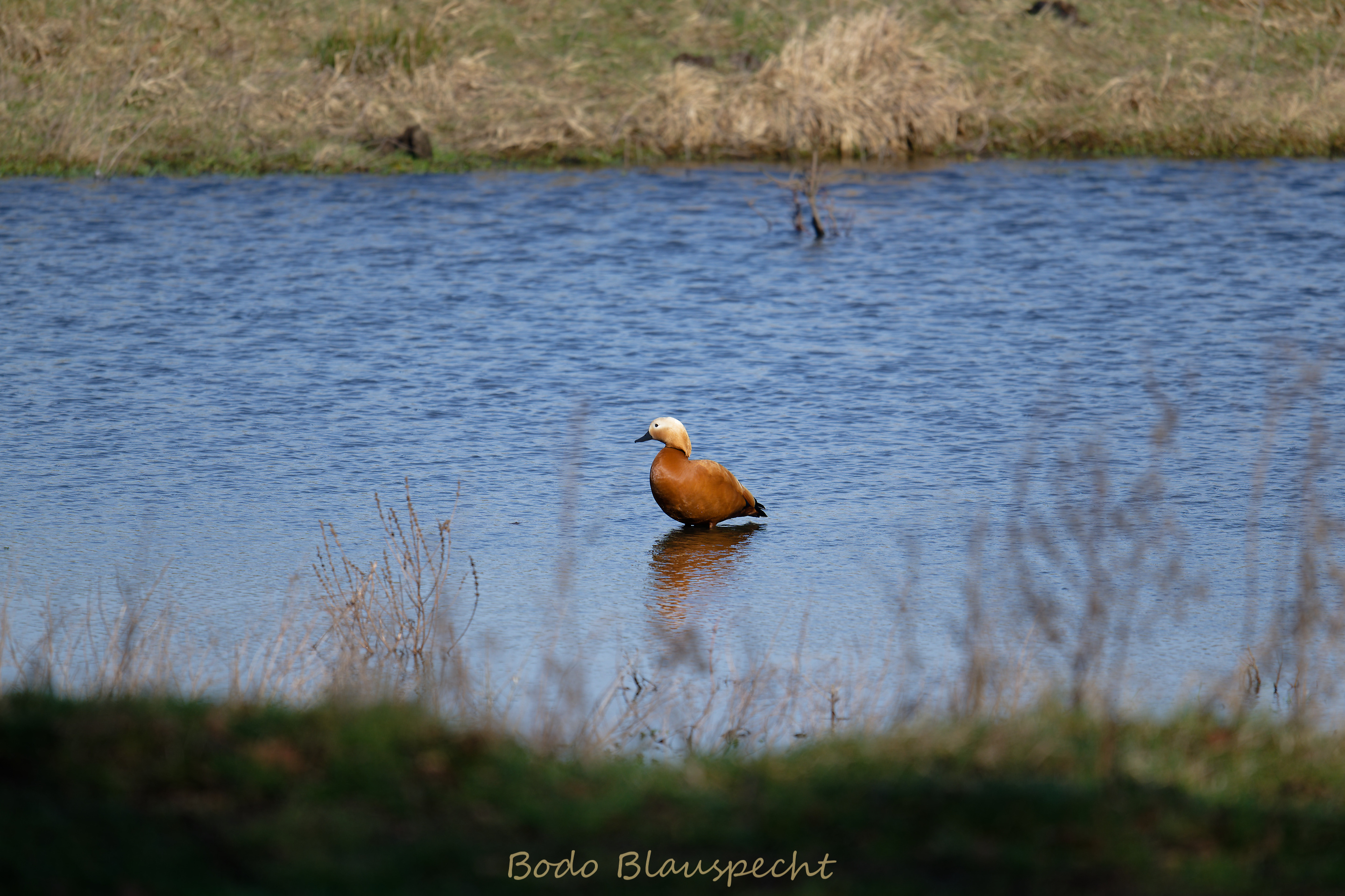 Rostgans Olfen 2026.03.12 10.25 70 WEB